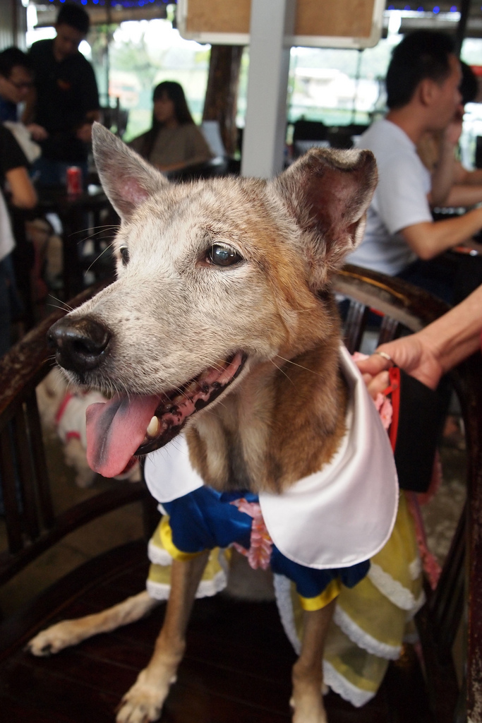 Doggie – Nini’s 15th birthday party Doggie – Nini’s 15th birthday party